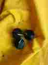 16229053 Oem Heater Ac Controls Knob Set Of 3 For Chevy Camaro Caprice Impala Ss